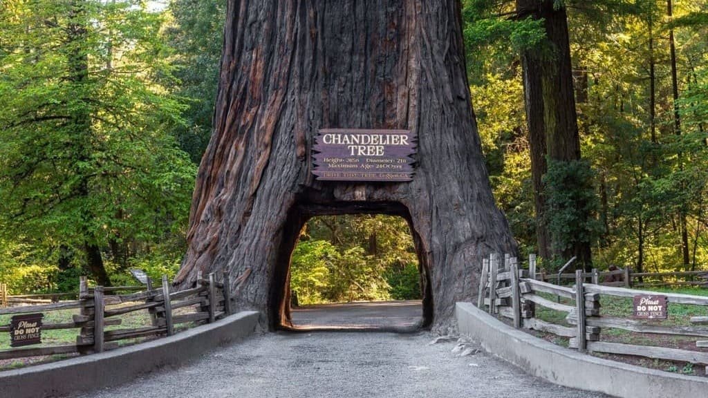 Redwood Highway Road Trip