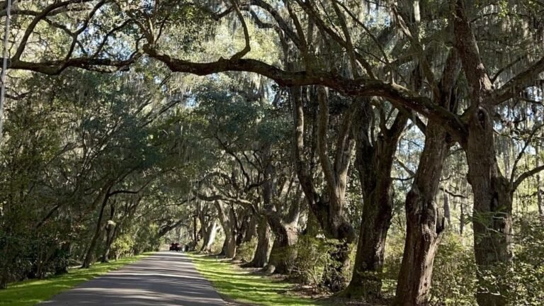 Ashley River Road Trip: The Complete Route Guide