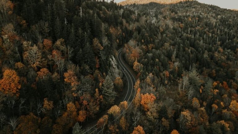 Blue Ridge Parkway Road Trip Guide: Overlooks, Stops & Itinerary
