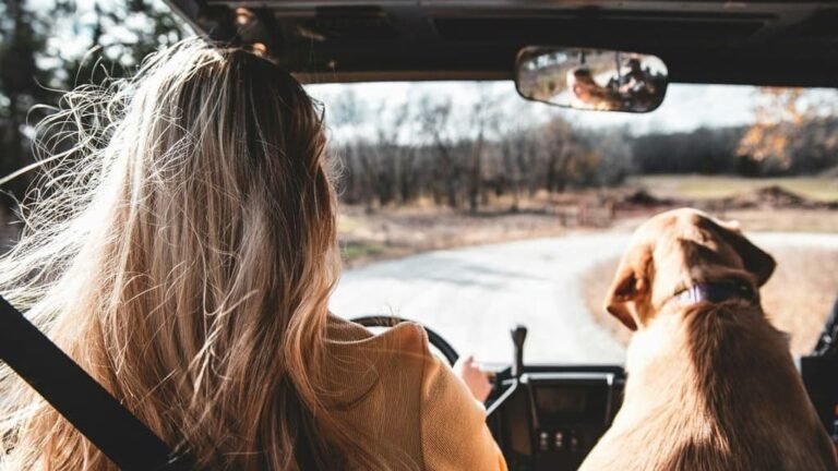 Road Trip With a Dog: The Complete Guide