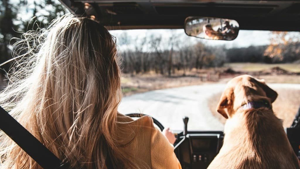 Road Trip With a Dog: The Complete Guide