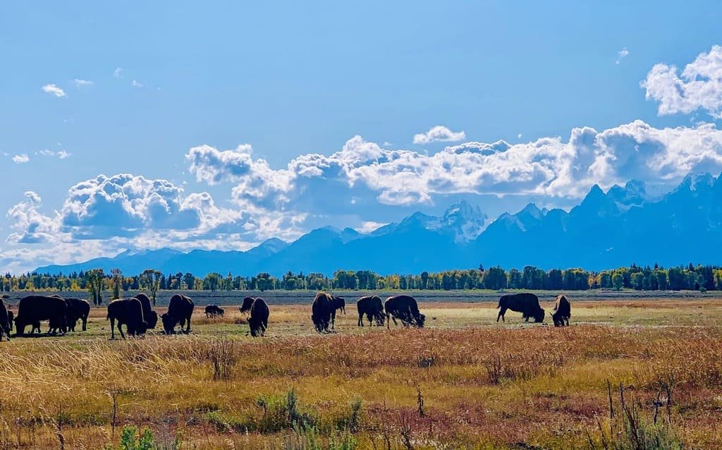 Yellowstone and Grand Teton Road Trip Guide: Stops & Itinerary photo 1