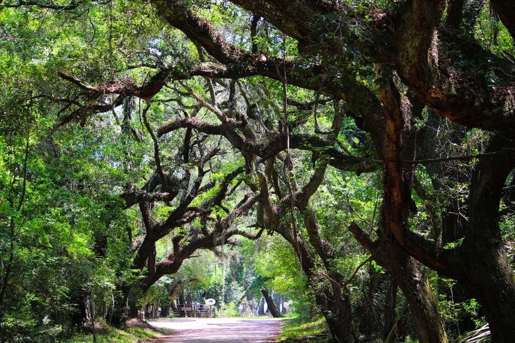 Edisto Island National Scenic Byway Road Trip: The Complete Route Guide photo 1