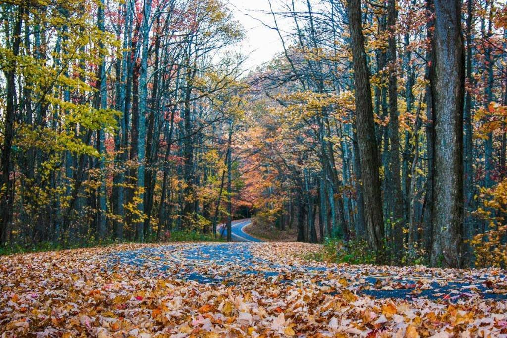 Forest Heritage National Scenic Byway Road Trip: The Complete Route Guide photo 1
