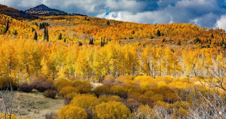 Logan Canyon Scenic Byway Road Trip: The Complete Route Guide